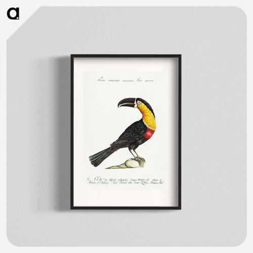 Tucana Piperivora
 - サヴェリオ マネッティ Poster.