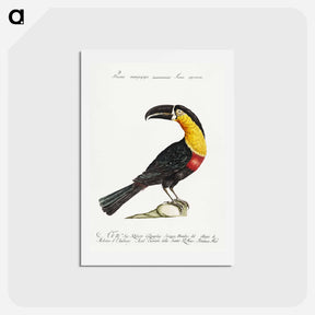 アートポストカード-Tucana Piperivora
 - サヴェリオ マネッティ Postcard.