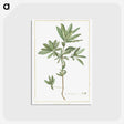 1-3_Stirpes-Novae_postcard