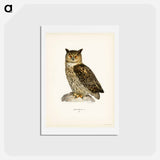 アートポストカード-Eurasian Eagle-Owl
 - スヴェンスカ フォグラル Postcard.