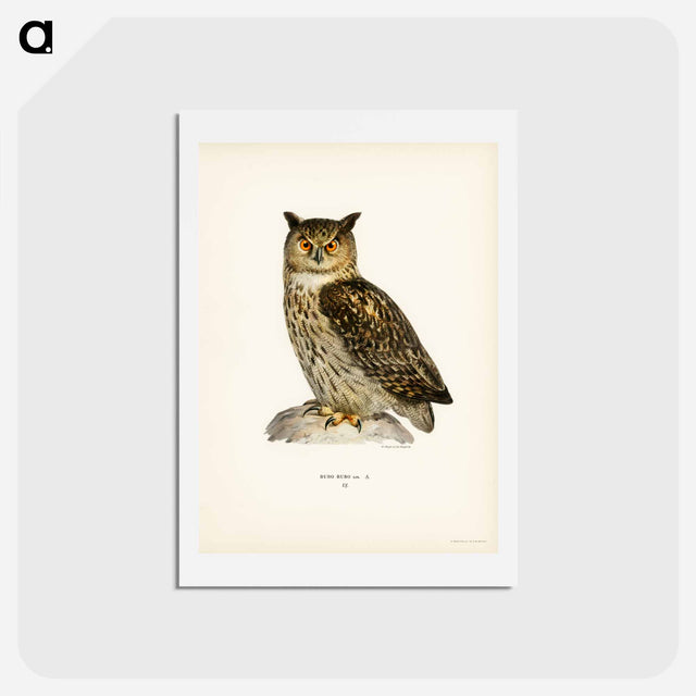 アートポストカード-Eurasian Eagle-Owl
 - スヴェンスカ フォグラル Postcard.