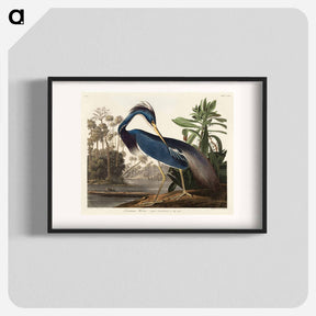 アートポスター-Louisiana Heron from Birds of America
 - アメリカの鳥たち Poster.