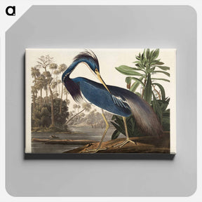 アートパネル-Louisiana Heron from Birds of America
 - アメリカの鳥たち Canvas.