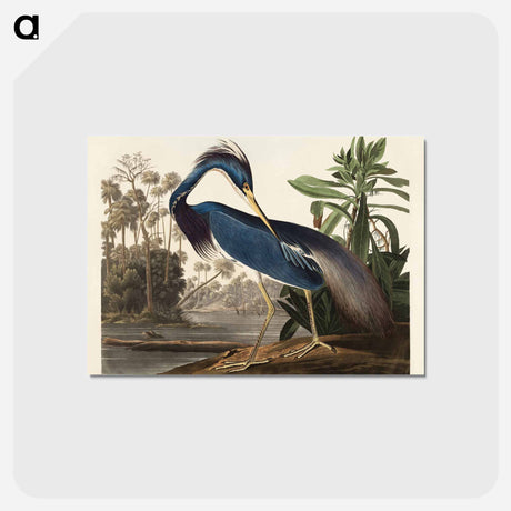 アートポストカード-Louisiana Heron from Birds of America
 - アメリカの鳥たち Postcard.