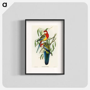 アートポスター-Rose-hill Parakeet
 - オーストラリアの鳥 Poster.