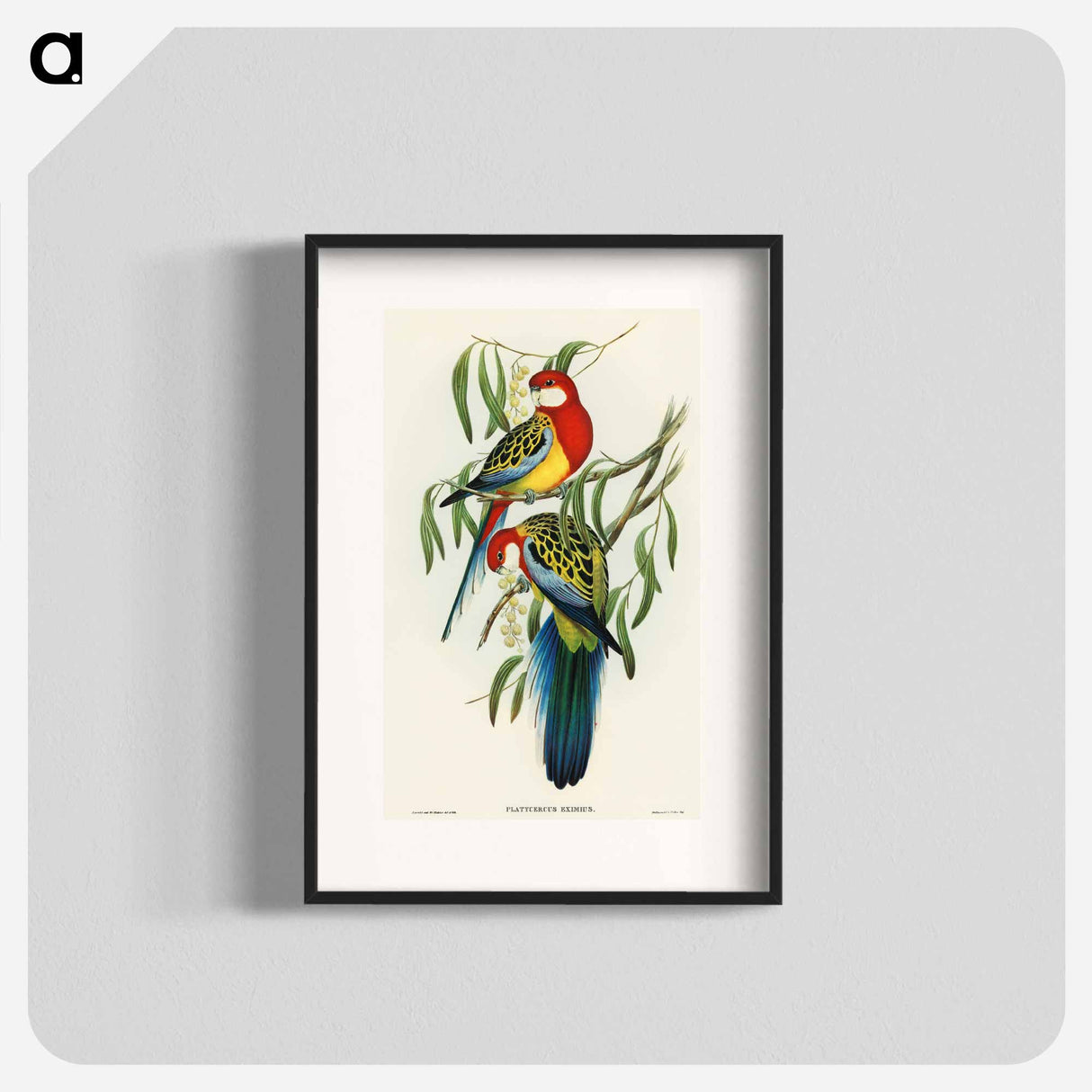 Rose-hill Parakeet
 - オーストラリアの鳥 Poster.