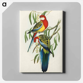 アートパネル-Rose-hill Parakeet
 - オーストラリアの鳥 Canvas.