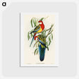 アートポストカード-Rose-hill Parakeet
 - オーストラリアの鳥 Postcard.