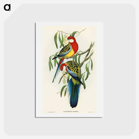 アートポストカード-Rose-hill Parakeet
 - オーストラリアの鳥 Postcard.