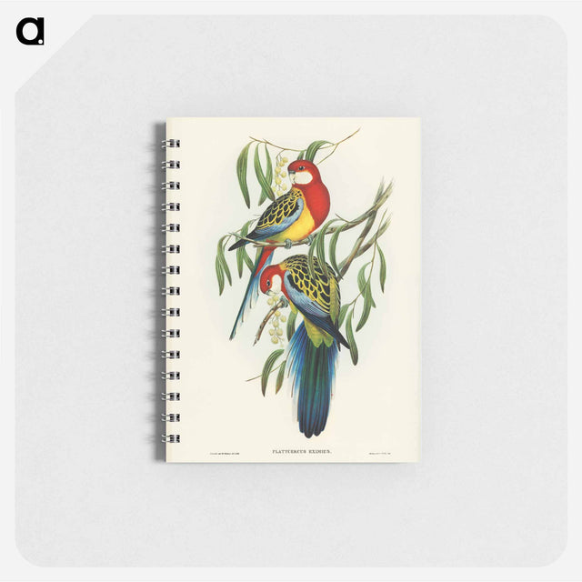 アートメモ帳-Rose-hill Parakeet
 - オーストラリアの鳥 Memo.