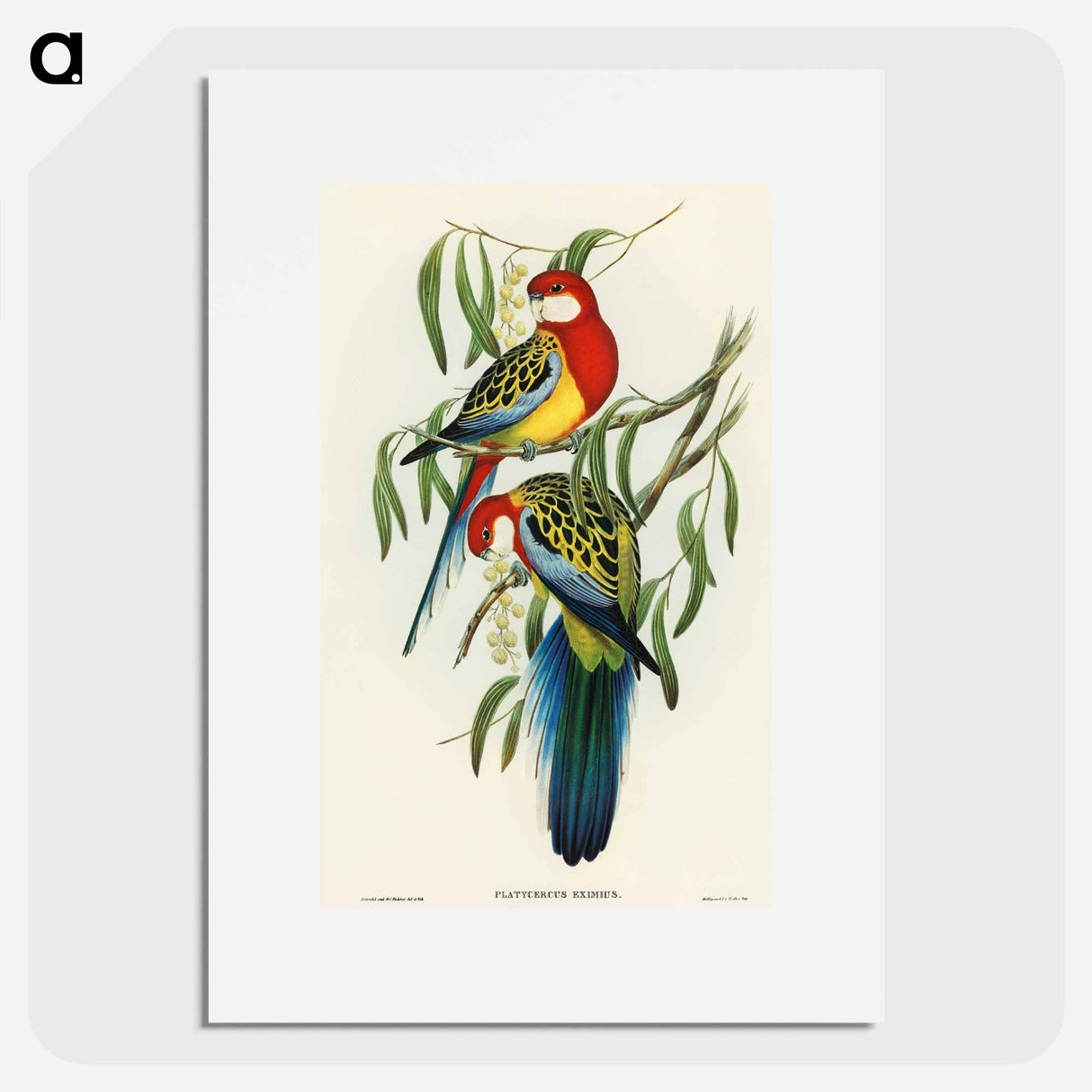 Rose-hill Parakeet
 - オーストラリアの鳥 Poster.