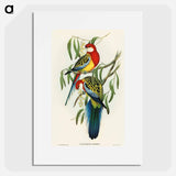 Rose-hill Parakeet
 - オーストラリアの鳥 Poster.