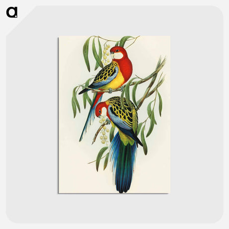 アートポストカード-Rose-hill Parakeet
 - オーストラリアの鳥 Postcard.