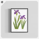 1-3_The-Genus-Iris_blk-crop