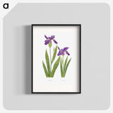 1-3_The-Genus-Iris_blk
