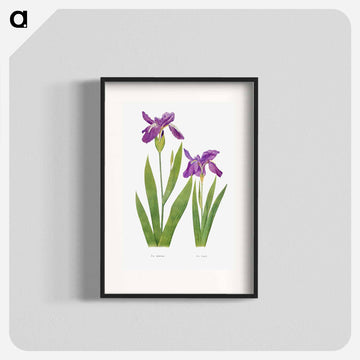 Iris Tectorum and Iris Loptec from The genus Iris
 - アヤメ属 Poster.