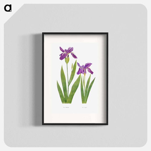 Iris Tectorum and Iris Loptec from The genus Iris
 - アヤメ属 Poster.