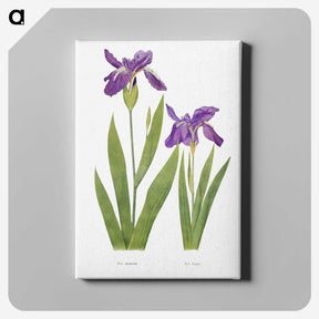 1-3_The-Genus-Iris_canvas