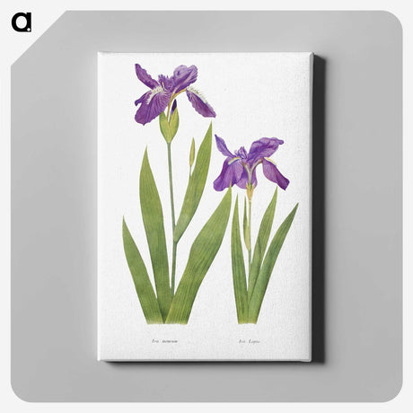 1-3_The-Genus-Iris_canvas