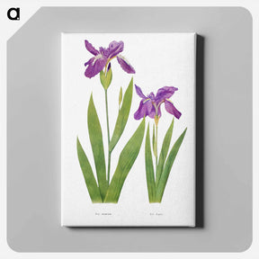 アートパネル-Iris Tectorum and Iris Loptec from The genus Iris
 - アヤメ属 Canvas.