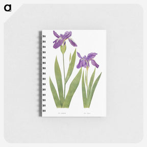 1-3_The-Genus-Iris_memo