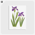 1-3_The-Genus-Iris_postcard