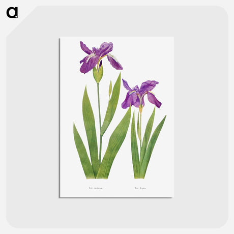 アートポストカード-Iris Tectorum and Iris Loptec from The genus Iris
 - アヤメ属 Postcard.