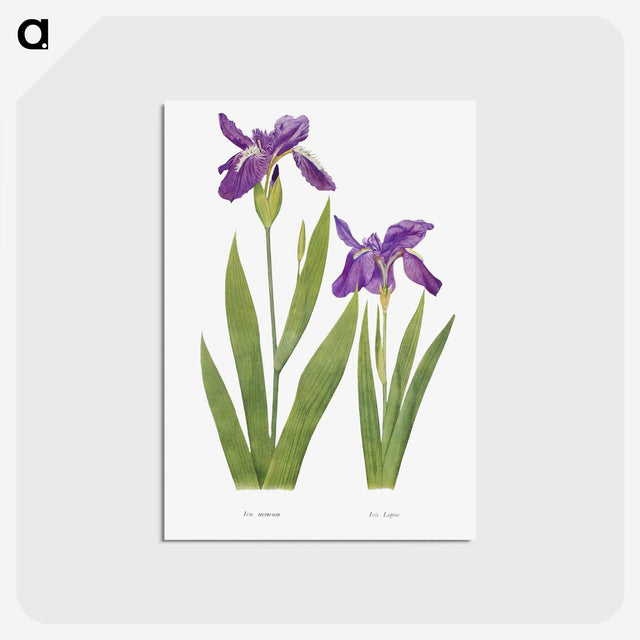 1-3_The-Genus-Iris_postcard