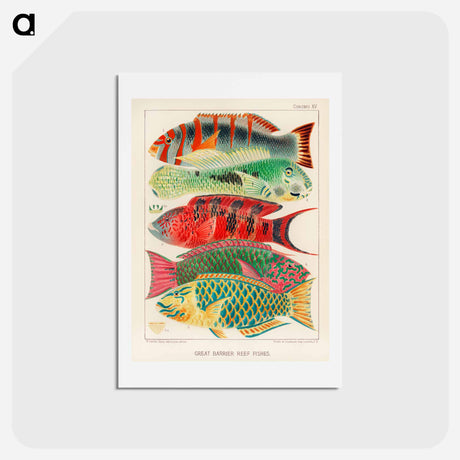 アートポストカード-Great Barrier Reef Fishes - オーストラリアのグレートバリアリーフ Postcard.