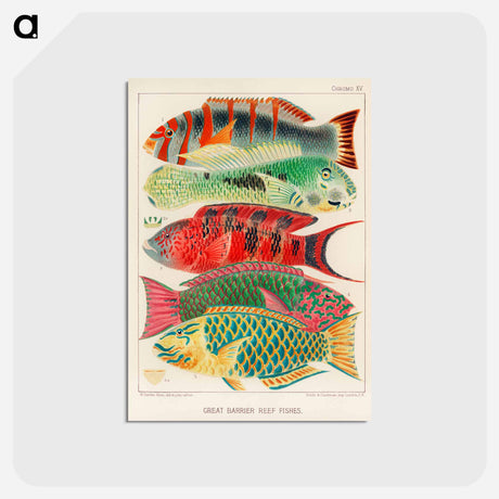 アートポストカード-Great Barrier Reef Fishes - オーストラリアのグレートバリアリーフ Postcard.