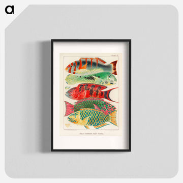 Great Barrier Reef Fishes - オーストラリアのグレートバリアリーフ Poster.