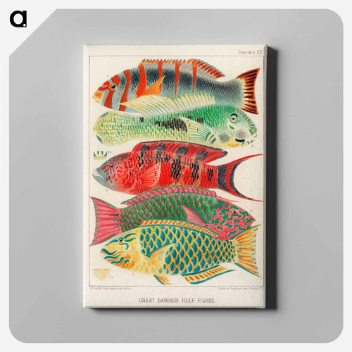 Great Barrier Reef Fishes - オーストラリアのグレートバリアリーフ Canvas.