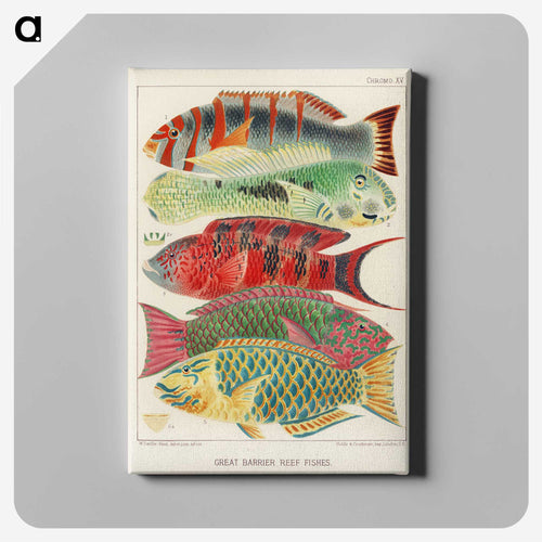 Great Barrier Reef Fishes - オーストラリアのグレートバリアリーフ Canvas.