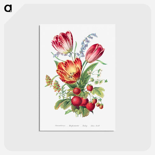 Strawberry, Mignonette, Tulip, and Blue Bell
 - Flower Language Postcard.
