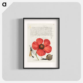 アートポスター-Terrestrial Mollusk, Poppy Anemone, and Crane Fly
 - 書道のお手本 Poster.