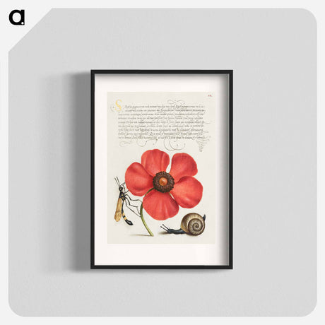 アートポスター-Terrestrial Mollusk, Poppy Anemone, and Crane Fly
 - 書道のお手本 Poster.