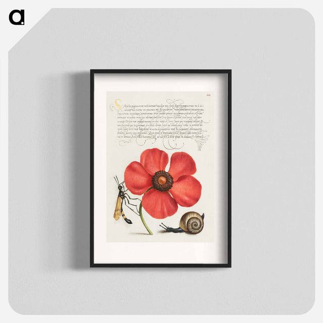 アートポスター-Terrestrial Mollusk, Poppy Anemone, and Crane Fly
 - 書道のお手本 Poster.