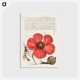 アートポストカード-Terrestrial Mollusk, Poppy Anemone, and Crane Fly
 - 書道のお手本 Postcard.