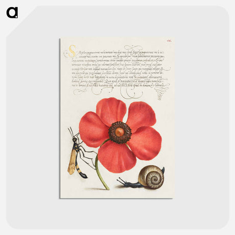アートポストカード-Terrestrial Mollusk, Poppy Anemone, and Crane Fly
 - 書道のお手本 Postcard.