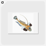 1-3_The-Natural-History-of-British-Fishes_hagaki