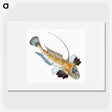 1-3_The-Natural-History-of-British-Fishes_picture