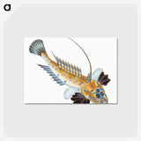 1-3_The-Natural-History-of-British-Fishes_postcard