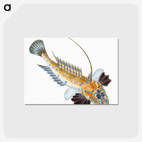 1-3_The-Natural-History-of-British-Fishes_postcard