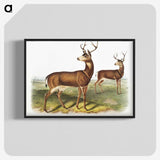 1-3_The-Viviparous-Quadrupeds_blk-crop