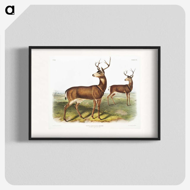 1-3_The-Viviparous-Quadrupeds_blk