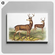 1-3_The-Viviparous-Quadrupeds_canvas