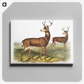 1-3_The-Viviparous-Quadrupeds_canvas