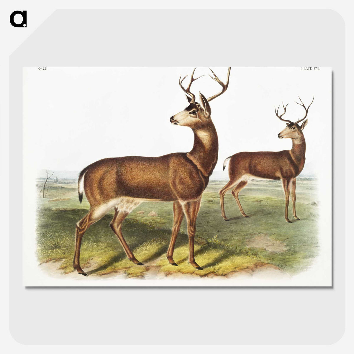 1-3_The-Viviparous-Quadrupeds_picture-crop