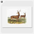 1-3_The-Viviparous-Quadrupeds_picture