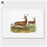 1-3_The-Viviparous-Quadrupeds_picture